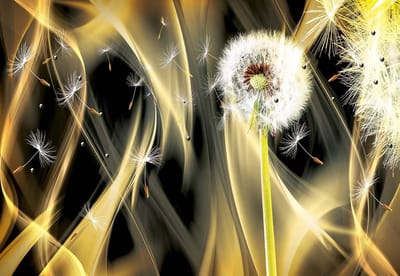 Fotobehang Dandelion Abstract Pattern | XL - 208cm x 146cm | 130g/m2 Vlies