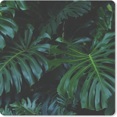 Muismat 20x20 cm - Mousepad Planten - Jungle - Bladeren - Muismatten