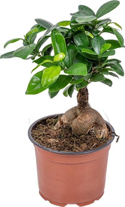 Bloomique - Ficus Ginseng - Bonsai - Kamerplanten - Luchtzuiverend - Gemakkelijk in onderhoud - Hoogte 20-30 cm - Pot 12 cm