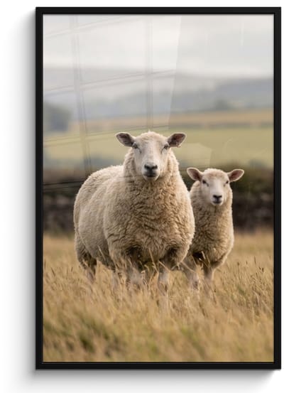 Poster in lijst - Fotolijst 80x120 cm - Posters - Schapen - Weidenlandschap - Heuvels - Posterlijst zwart - Decoratie - Wanddecoratie woonkamer - Muurdecoratie slaapkamer