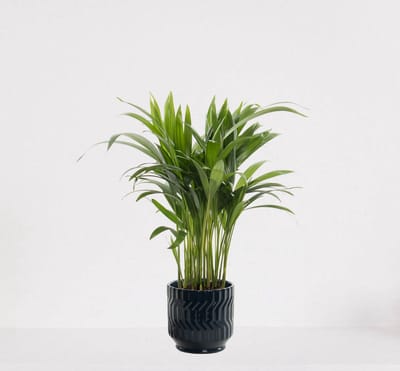 Areca in sierpot Jacky Donker Blauw – luchtzuiverende kamerplant – eenvoudig te onderhouden Goudpalm - 35-50cm - Ø13 – geleverd met plantenpot – vers uit de kwekerij