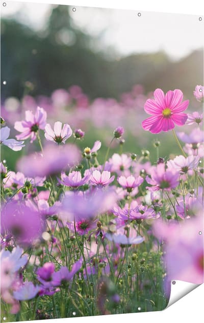 Gards Tuinposter Bloemenveld met Paarse Kosmos - 120x160 cm - Tuindoek - Tuindecoratie - Wanddecoratie buiten - Tuinschilderij