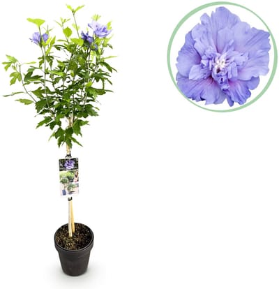Plantenboetiek.nl | Hibiscus syriacus Blue Chiffon® - Plant op stam - Terras Plant - Bladverliezend - Weinig Onderhoud - Ø19cm - 80-90cm hoog - Tuinplant