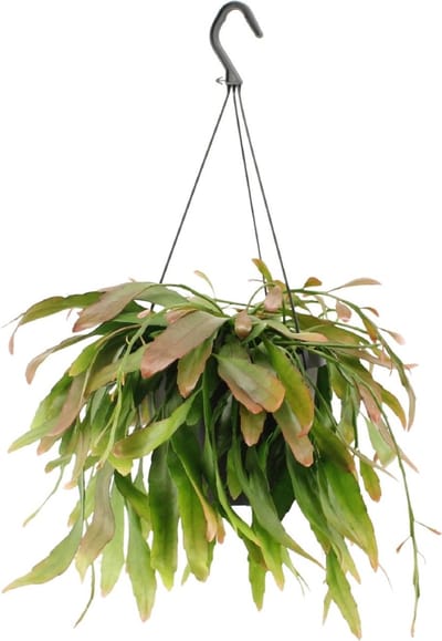 Plantenboetiek.nl | Rhipsalis Red Coral - Ø17cm - 25cm hoog - Kamerplant - Groenblijvend - Cactus & Vetplanten