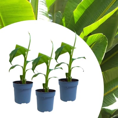 Musa Basjoo - Japanse Vezelbanaan (Driepack) - Bijen-Vlinders - Moestuin - Vaste planten - bloeit in Juni / Juli / Augustus