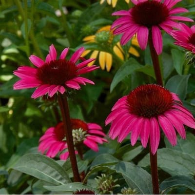 3 x Echinacea Purpurea 'After Midnight' - Zonnehoed pot 9x9cm