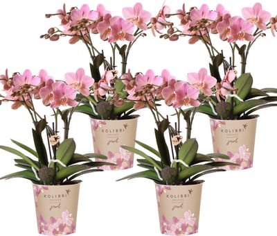Green Harmony | COMBI DEAL van 4 Phalaenopsis orchideeën - Treviso - potmaat Ø12cm | bloeiende kamerplant - vers van de kweker
