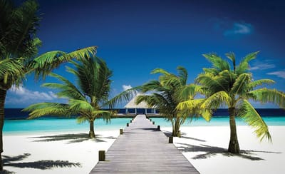 Beach Path Sea Sand Palms  Photo Wallcovering