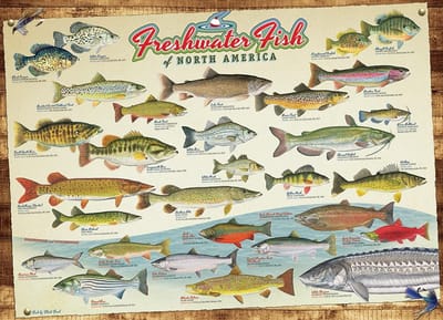 Puzzel van 1000 stukjes - Zoetwatervissen van Noord-Amerika