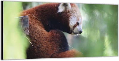 KuijsFotoprint - Schilderij - Rode Panda In De Bossen - Groen, Bruin En Rood - 100 X 200 Cm