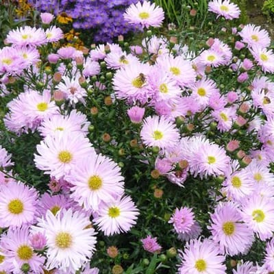 6 x Aster Novi Belgii 'Fellowship' - Herfstaster pot 9x9cm, rijkbloeiend en attractief voor vlinders