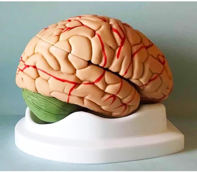 Anatomisch Model Hersenen - Menselijk Brein - Medisch Onderwijs - 10 Delen Gedemonteerd - 10 Delen - Groen