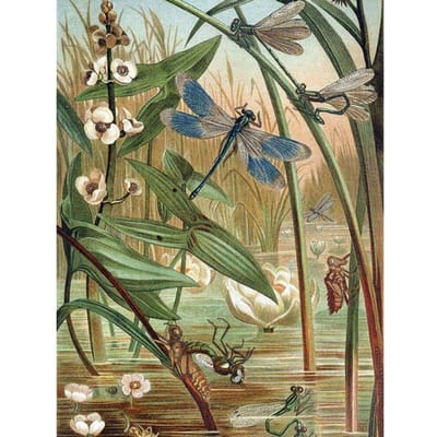 Diamant schilderij dieren Dragonfly foto kralen diamant borduurwerk dieren schilderij steentjes 20X30CM beige