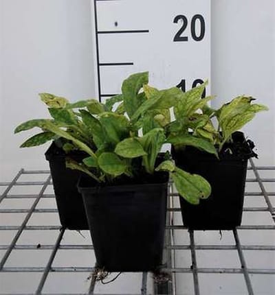 6x Pulmonaria - Pulmonaria ang. 'Azurea' | 9x9 cm pot