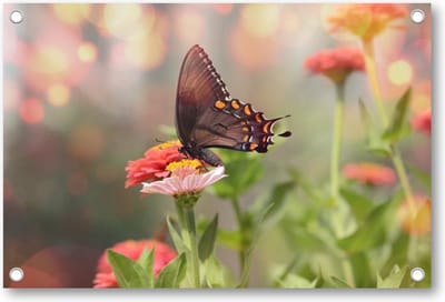 Kleine zwarte satyrium vlinder op een roze bloem - Tuinposter 90x60 - Wanddecoratie - Dieren - Natuur - Bloemen