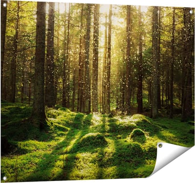 Gards Tuinposter Bos met Groen Mos op de Grond - 100x80 cm - Tuindoek - Tuindecoratie - Wanddecoratie buiten - Tuinschilderij