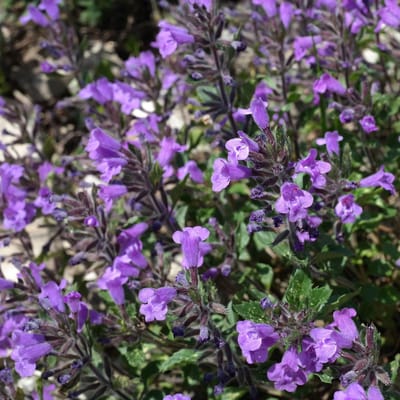 Steentijm (Calamintha Nepeta) - Calamintha Marvelette Blue - Berg - Vaste planten - Bijen-Vlinders - Geurend - Zomerbollen