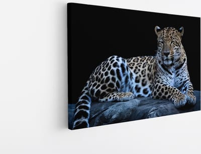 Saammp Canvas Schilderij - Luipaard op steen - Natuur - Dieren - 45x30 - Foto op canvas - Wanddecoratie - Muurdecoratie Woonkamer - Slaapkamer decoratie - Canvas Print