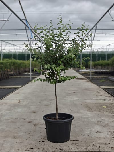 Cydonia Oblonga 'Champion' - Oude Kweeperenboom - Onderstam Kwee A - 45L pot - ca. 2m