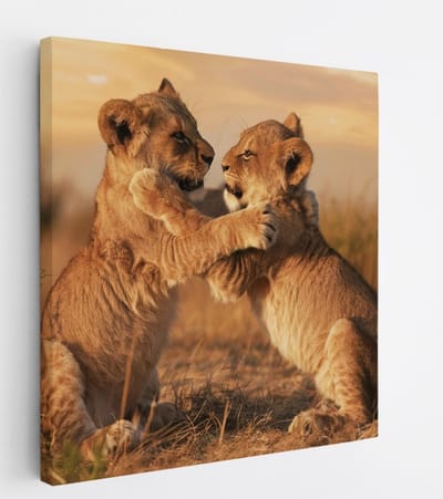 Saammp Canvas Schilderij - 2 Leeuwen welpen aan het spelen - Dieren - Natuur - 20x20 - Foto op canvas - Wanddecoratie - Muurdecoratie Woonkamer - Slaapkamer decoratie - Canvas Print
