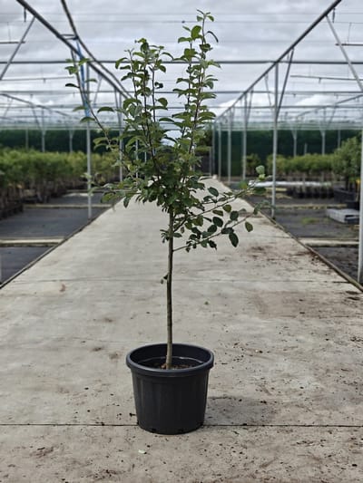 Malus domestica - Oude Appelboom 'Sterappel' - Onderstam M9 - 45L pot - ca. 2m