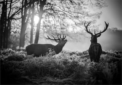 Fotobehangkoning - Behang - Vliesbehang - Fotobehang - Herten in de Natuur - Deers in the Morning - 150 x 105 cm