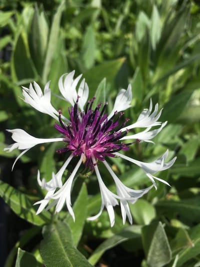 6 x Centaurea mont. 'Amethyst in Snow' - Korenbloem - P9 Pot (9 x 9cm) - Dima Vaste Planten
