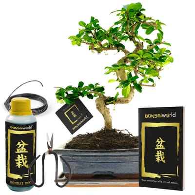 vdvelde.com - Bonsai boom S-vormig ca. 10 jaar - Compleetset met Japans keramieken pot, schaaltje, bonsaischaar en draad - Indoor kamerplant - Cadeau set