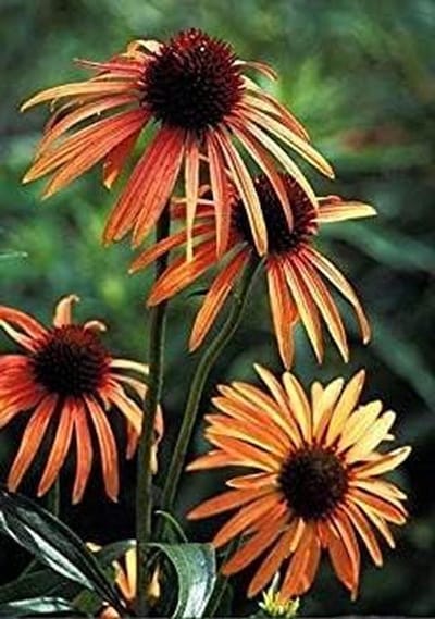 Echinacea Zaden - Oranje Zonnehoed - Bloementuin Aanleggen - Makkelijk Te Kweken - 5 Zaden - Oranje