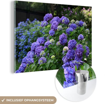 ® Glasschilderij 180x120 cm - Schilderij acrylglas - Paarse hortensia's in een Japanse tuin - Foto op glas - Muurdecoratie woonkamer - Wanddecoratie slaapkamer - Schilderijen