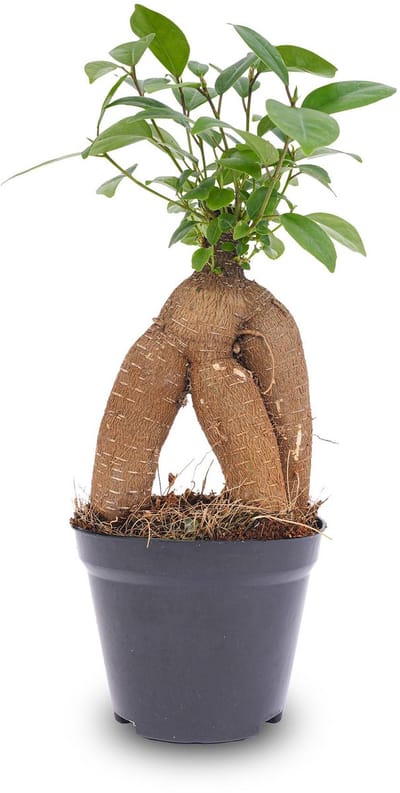 Ficus microcarpa ginseng bonsai - ↑20 cm