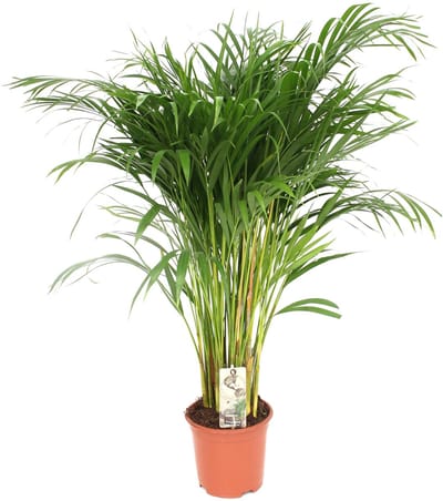 Dypsis Lutescens - Ø 24 cm - Hoogte: 120 cm - Areca Palm Kamerpalm