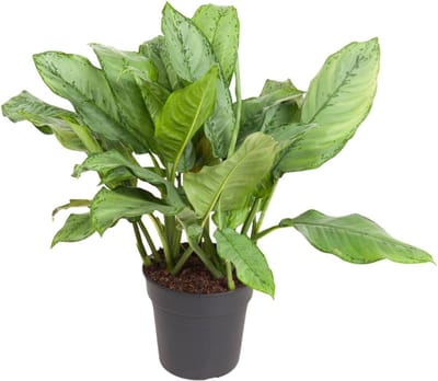 Plantenboetiek.nl | Aglaonema B.J, Freedman - Ø24cm - 60-70cm hoog - Kamerplant - Groenblijvend
