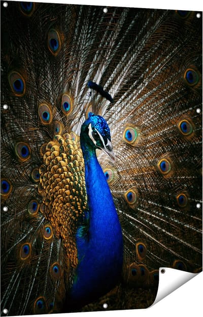 Gards Tuinposter Blauwe Pauw met Grote Veren - 90x120 cm - Tuindoek - Tuindecoratie - Wanddecoratie buiten - Tuinschilderij
