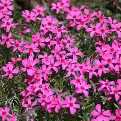 Kussenphlox (Phlox subulata) - Kruipende Vlambloem Scarlet Flame - Vaste planten - Bijen-Vlinders - Geurend - Bodembedekkers - Voorjaarsbollen