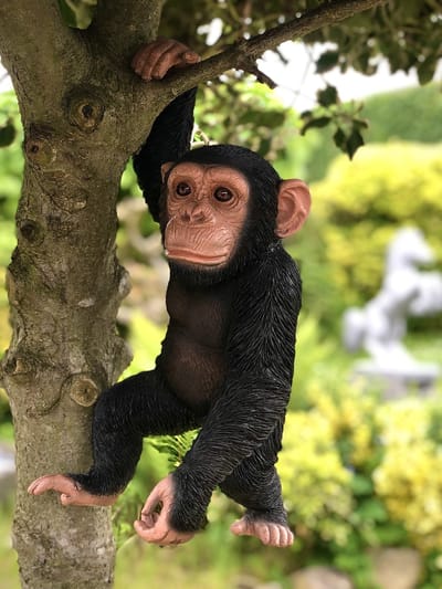 Chimpansee hangend 43 cm hoog - aapje - polyester - polyresin - polystone - hoogkwalitatieve kunststof - decoratiefiguur - interieur - accessoire - voor binnen - cadeau - geschenk - tuinfiguur - tuinbeeldje - tuindecoratie