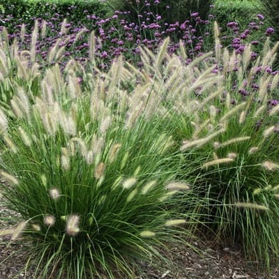 6x Pennisetum alopecuroides 'Little Honey' Pot 9x9cm - Siergras voor tuin en border