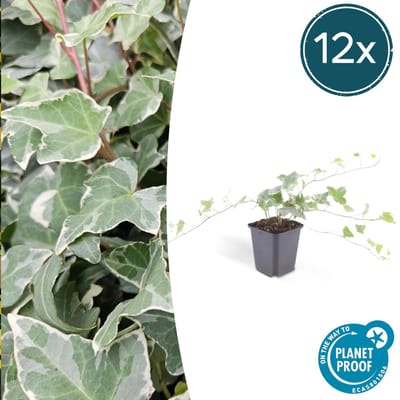 Trendyplants - Hedera helix 'Glacier' - 12 stuks - Bonte Klimop - Winterhard - Hoogte 20-30 cm - Potmaat Ø9cm