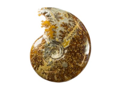 Mooie gepolijste Ammoniet (fossiel) 337 gram