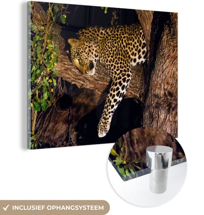 MuchoWow® Glasschilderij 40x30 cm - Schilderij acrylglas - Panter - Boom - Dieren - Foto op glas - Schilderijen