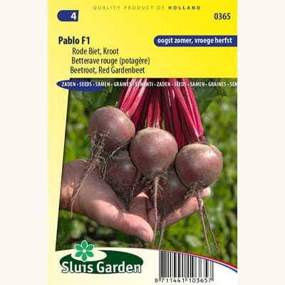 Sluis Garden - Rode Bieten Pablo F1