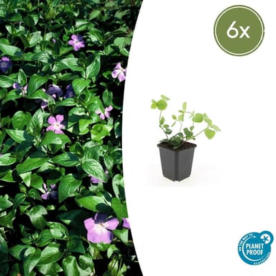 Trendyplants -Vinca major- 6 stuks - Grote Maagdenpalm - Winterhard - Hoogte 10-30 cm - Potmaat Ø9cm