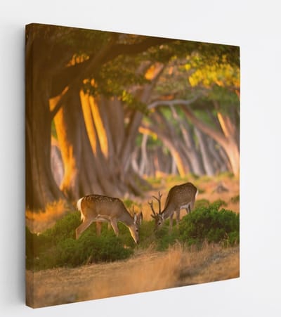 Saammp Canvas Schilderij - 2 jonge herten in zonsopgang - Natuur - Dieren - 20x20 - Foto op canvas - Wanddecoratie - Muurdecoratie Woonkamer - Slaapkamer decoratie - Canvas Print
