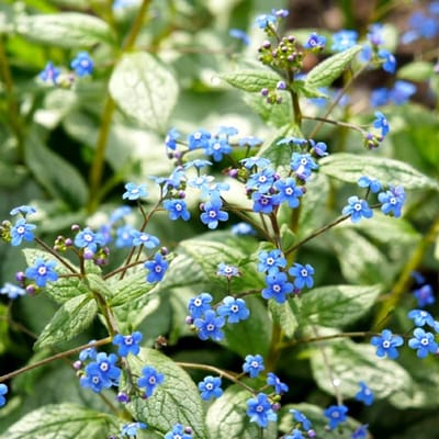 Brunnera macrophylla 'Silver Spear' - Kaukasisch vergeet-mij-nietje - Wortelgoed - 5 stuks