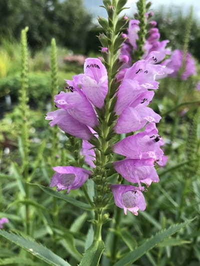 6 x Physostegia virginiana 'Van Wassenhove' - Scharnierplant - P9 Pot (9 x 9cm) - Dima Vaste Planten