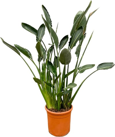 Strelitzia Reginae XL - 160cm - ⌀30