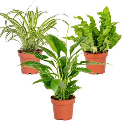 Bloomique - Set van 3 - Badkamerplanten Mix – Spatiphyllum-Asplenium-Chlorophytum – Luchtzuiverend – - 25-45 cm - Pot 12 cm - Hoogte 35-45 cm