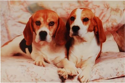 3d poster Beagles