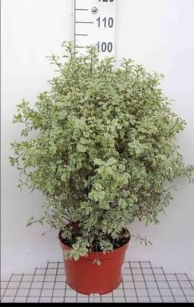 Pittosporum ten. 'Variegatum' - Australische Laurier 60- 80 cm in pot