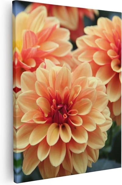 Artaza Canvas Schilderij Bloemen - 40x50 cm - Wanddecoratie Woonkamer - Muurdecoratie Dahlia's - Kamer Accessoires